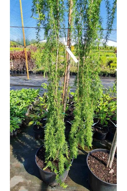 Модрина європейська Репенс - ШТАМБ_25л/вис.160-180см/Ø50-60см/ШТАМБ 150-170см